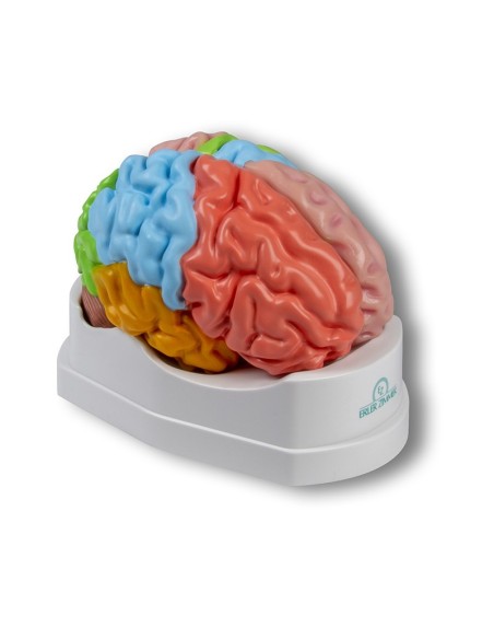 Erler Zimmer, modelo funcional y regiones cerebrales, en 5 partes C922