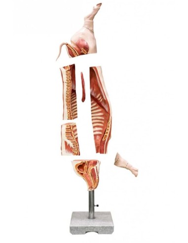 Modèle de carcasse de porc grandeur nature...