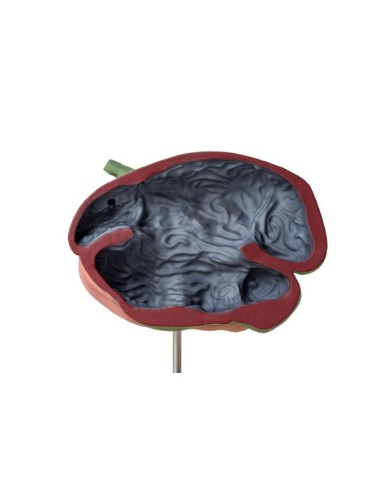 Modèle d'estomac de mouton, 2 parties, 1/3 de la taille naturelle Erler Zimmer VET1500