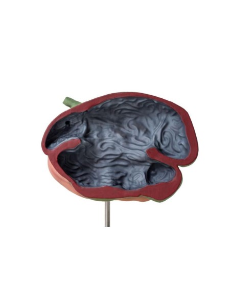 Modelo de estómago de oveja, 2 partes, 1/3 tamaño natural Erler Zimmer VET1500