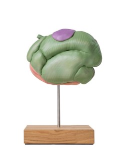 Modèle d'estomac de mouton, 2 parties, 1/3 de la taille... 2