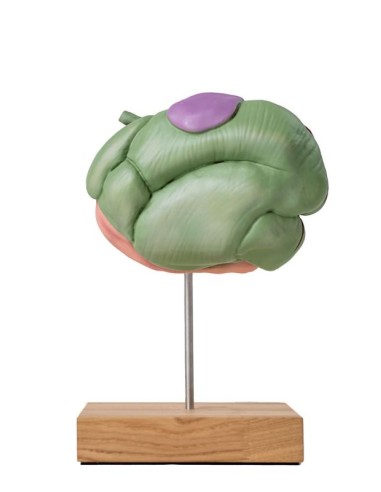 Modelo de estómago de oveja, 2 partes, 1/3...