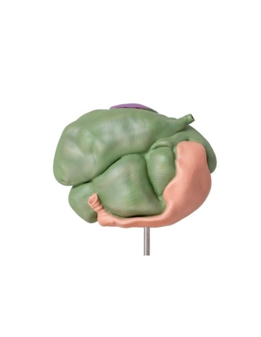 Modelo de estómago de oveja, 2 partes, 1/3...