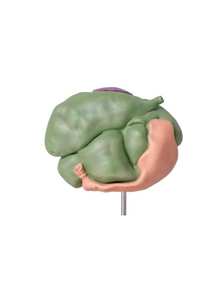 Modèle d'estomac de mouton, 2 parties, 1/3 de la taille naturelle Erler Zimmer VET1500