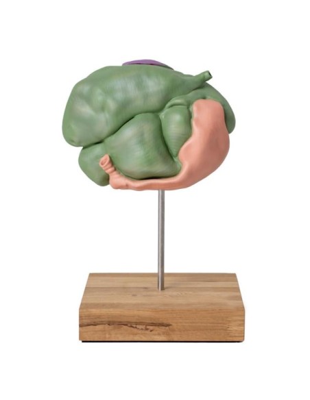 Modelo de estómago de oveja, 2 partes, 1/3 tamaño natural Erler Zimmer VET1500