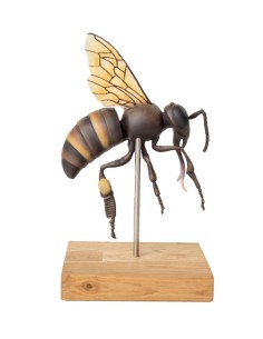 Modèle d'abeille ouvrière, agrandi 25 fois, 3 pièces (A.... 2