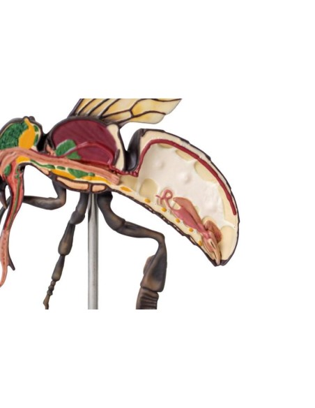 Modèle d'abeille ouvrière, agrandi 25 fois, 3 pièces (A. mellisica) Erler Zimmer VET1520