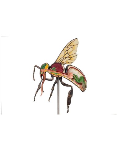 Modèle d'abeille ouvrière, agrandi 25 fois, 3...