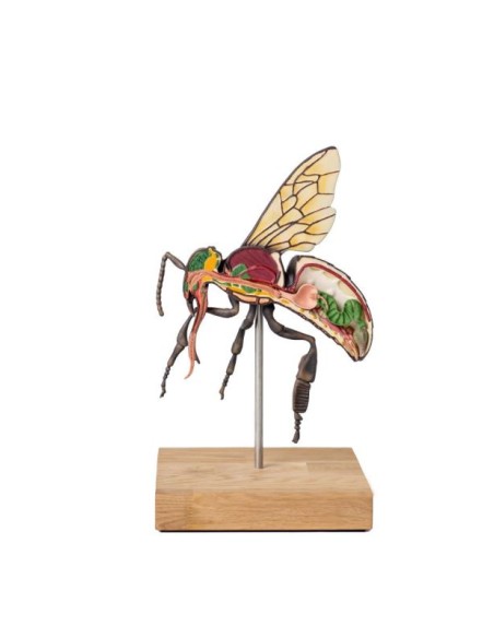 Modelo de abeja obrera, ampliado 25 veces, 3 partes (A. mellisica) Erler Zimmer VET1520