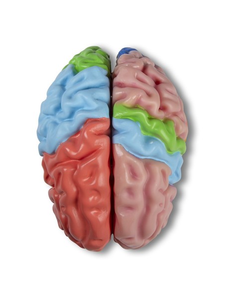 Erler Zimmer, functional model and regions of the brain, in 5 parts C922