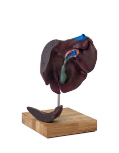 Modèle comparatif de la structure du foie des porcs, des...