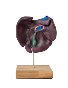 Modèle comparatif de la structure du foie des porcs, des... 2