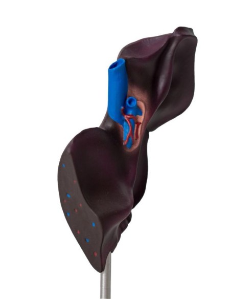 Modelo comparativo de la estructura hepática del cerdo, el vacuno y el caballo Erler Zimmer VET1530