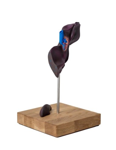 Modèle comparatif de la structure du foie des...