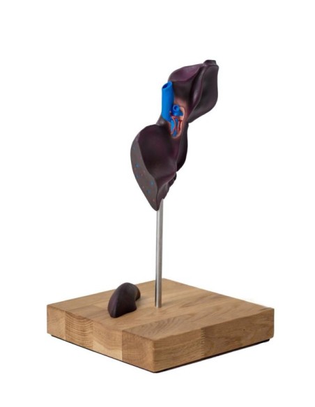 Modèle comparatif de la structure du foie des porcs, des bovins et des chevaux Erler Zimmer VET1530