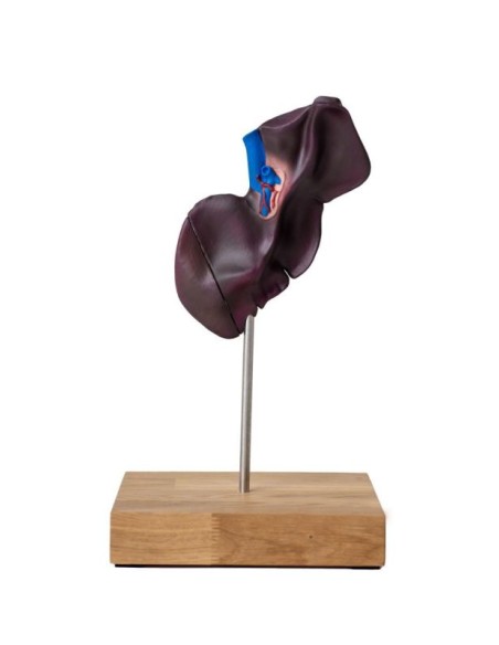 Modelo comparativo de la estructura hepática del cerdo, el vacuno y el caballo Erler Zimmer VET1530