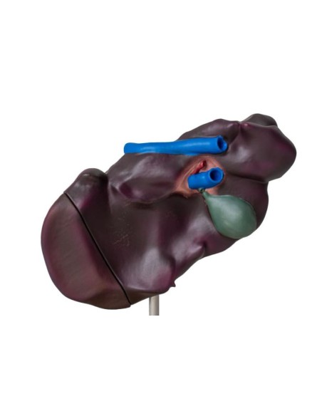 Modelo comparativo de la estructura hepática del cerdo, el vacuno y el caballo Erler Zimmer VET1530