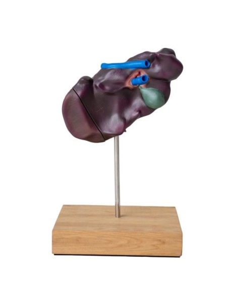 Modèle comparatif de la structure du foie des porcs, des bovins et des chevaux Erler Zimmer VET1530