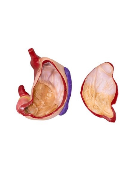 Pig stomach model, 2 parts, 1/3 natural size Erler Zimmer VET1540