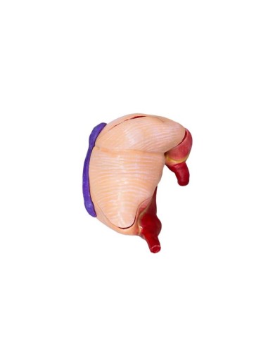 Modèle d'estomac de porc, 2 parties, 1/3 de la...
