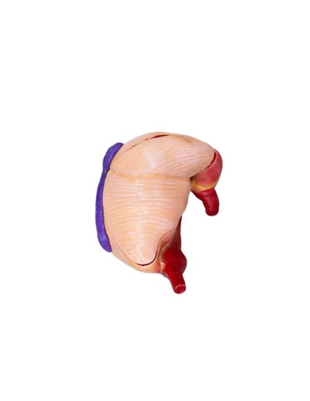 Modèle d'estomac de porc, 2 parties, 1/3 de la taille naturelle Erler Zimmer VET1540