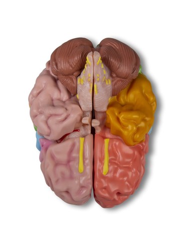Erler Zimmer, functional model and regions of...
