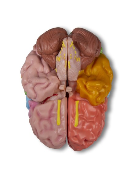 Erler Zimmer, functional model and regions of the brain, in 5 parts C922
