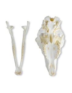 Crâne de mouton domestique, femelle (Ovis aries) - Erler...