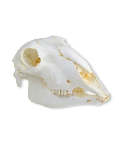 Crâne de mouton domestique, femelle (Ovis...