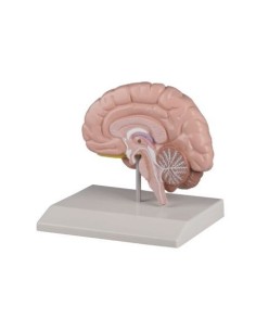 Erler Zimmer, anatomisches Modell der rechten Hälfte des...