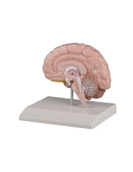 Modelli anatomici Erler Zimmer, modello anatomico della metÃ  destra del cervello umano C215