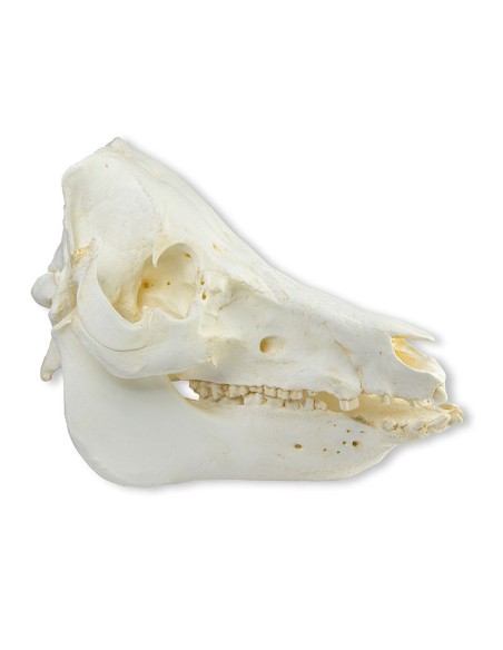 Crâne de porc domestique (Sus scrofa domesticus) - Erler Zimmer VET2035