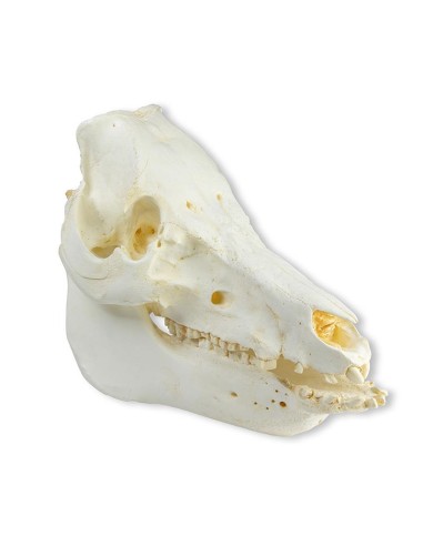 Cráneo de cerdo doméstico (Sus scrofa...