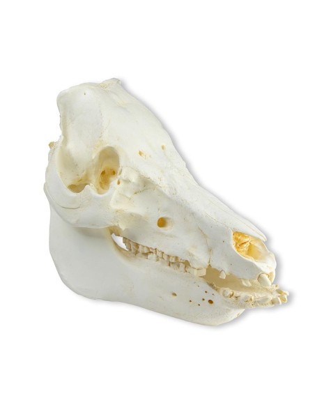 Cráneo de cerdo doméstico (Sus scrofa domesticus) - Erler Zimmer VET2035