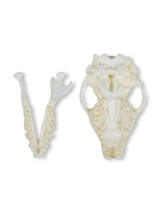 Crâne de hérisson (Erinaceus europaeus) - Erler Zimmer...