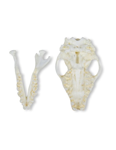 Crâne de hérisson (Erinaceus europaeus) - Erler Zimmer VET2075