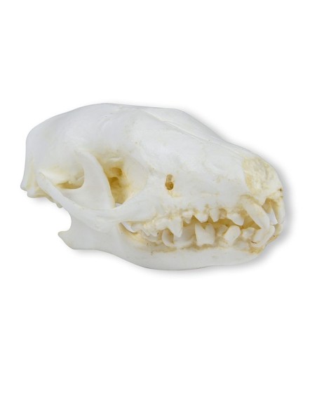 Cráneo de erizo (Erinaceus europaeus) - Erler Zimmer VET2075