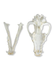 Crâne de loup (Canis lupus) Loup d'Alaska - Erler Zimmer...