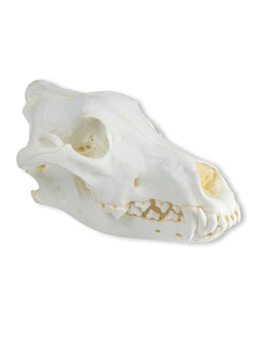 Crâne de loup (Canis lupus) Loup d'Alaska -...