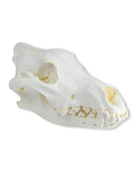Crâne de loup (Canis lupus) Loup d'Alaska - Erler Zimmer VET2025