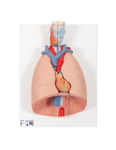 Lung with larynx, decomposable into 7 parts 3B Scientific...