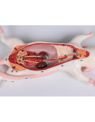 Modèle de dissection de rat - Erler Zimmer VET0821