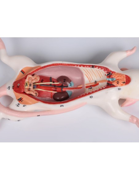 Modelo de disección de rata - Erler Zimmer VET0821