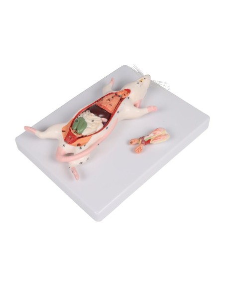 Modelo de disección de rata - Erler Zimmer VET0821