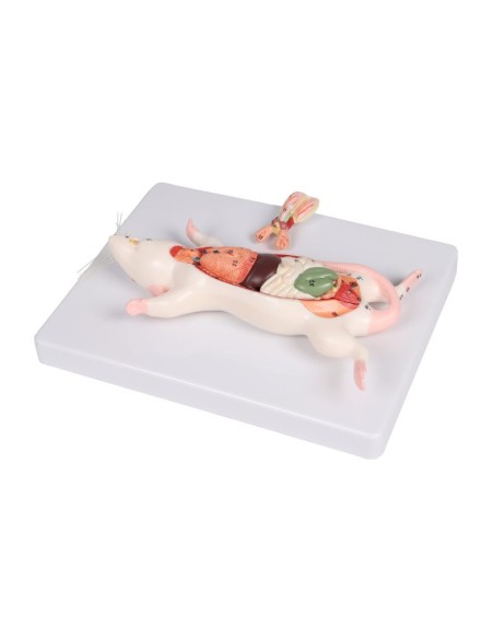 Modelo de disección de rata - Erler Zimmer VET0821