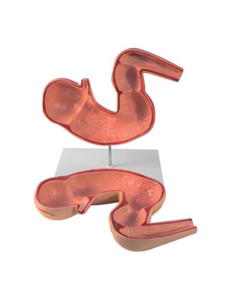 Scaled-down horse stomach Erler Zimmer VET1380