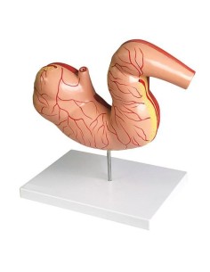 Ventre de cheval à petite échelle Erler Zimmer VET1380 2