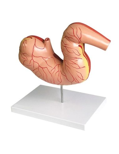 Scaled-down horse stomach Erler Zimmer VET1380