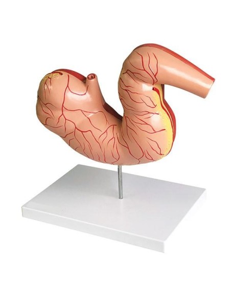Scaled-down horse stomach Erler Zimmer VET1380