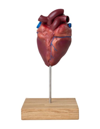 Heart of a small-scale horse Erler Zimmer VET1510